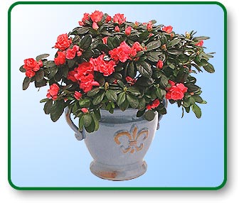 flower delivery,nationwide,send flowers,shop flowers,roses.discount,send valentines day flower,birthday,flowers,roses,wild, 
lotus,send,delivery,online,1 800,silk, shop flowers,valentines day,garden,virtual,arrangement,horn,tropical,ftd,power,wholesale,photo,hawaiian,bulb,
balloon,balloons,delivery,bouquet,valentines day,nationwide, flower delivery,shop flowers,send flower, bouquet,rose, valentines day roses,
party,supplies,party,supply,birthday,party,supply,minneapolis
,st.paul,singing,telegram,singing,telgrams,minneapolis,Mpls,St.,Paul,
party,supplies,party,supply,singing,telegram,singing,telegrams,telegram
,party,supplies,birthday,valentines day,party,supply,entertainment,balloon,sculptures,
decorations,magic,magician,decorating,clown,public,speakers,speaker
,entertainment,singing,telegram,chicago,Illinois,chicago,new,minneapolis
,pittsburgh,san,fancisco,decorations,francisco,orleans,paul,buffalo,norfolk
,petersburgh,gifts,party,goods,party,favors,wedding,clowns,hula,belly,dancers
,comics,impersonators,lites,year,decorations,parties,glow,ligths,sticks,ropes,nerds
,los,angeles,houston,philadelphia,diego,detroit,dallas,phoenix,san,antonio,jose,
baltimore,indianapolis,san,francisco,jacksonville,colombus,milwaukee,memphis,
washington,DC,boston,denver,pittsburgh,newark,miami,tampa,atlanta,providence
,newark,springfield,mardi,gras,hartford,las,vegas,st.,louis,denver,party,nashville,
indianapolis,detroit,flower,party,supply,party,supplies,singing,telegram,minneapolis,st.,paul, nationwide