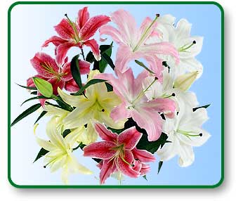 flower delivery,nationwide,send flowers,shop flowers,roses.discount,send valentines day flower,birthday,flowers,roses,wild, 
lotus,send,delivery,online,1 800,silk, shop flowers,valentines day,garden,virtual,arrangement,horn,tropical,ftd,power,wholesale,photo,hawaiian,bulb,
balloon,balloons,delivery,bouquet